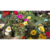 Калдаръмче кичесто Portulaca grandiflora, снимка 2 - Градински цветя и растения - 45321699