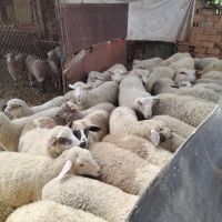 Агнета, снимка 3 - Овце - 45099267