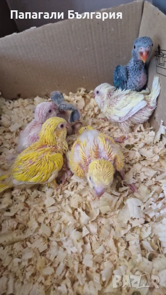 Монахчета ръчно хранени (среден говорящ папагал), снимка 1