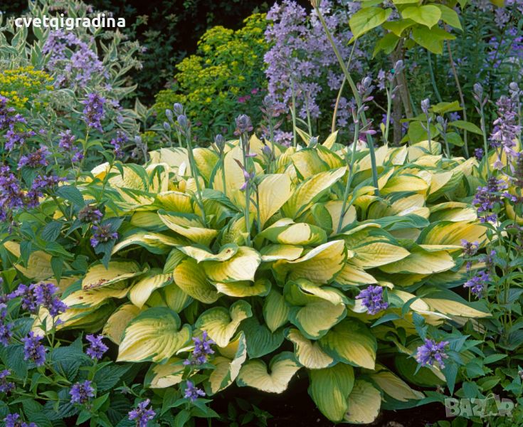 Hosta Gold Standard(Хоста Златен стандарт), снимка 1