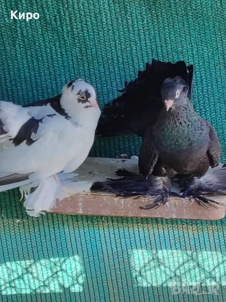 Руски гълъби , снимка 1