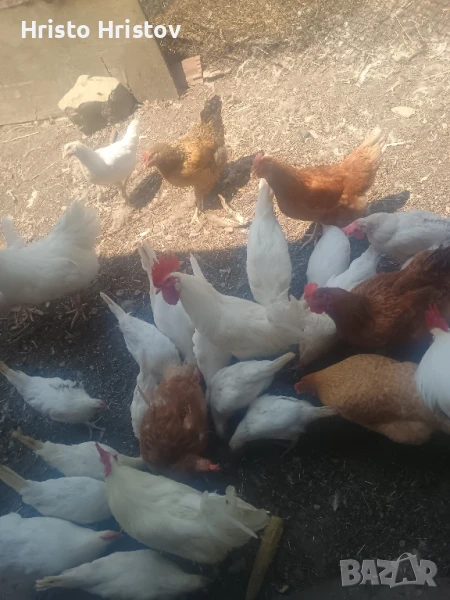 Кокошки ,петли и пилета Бял Легхорн, снимка 1