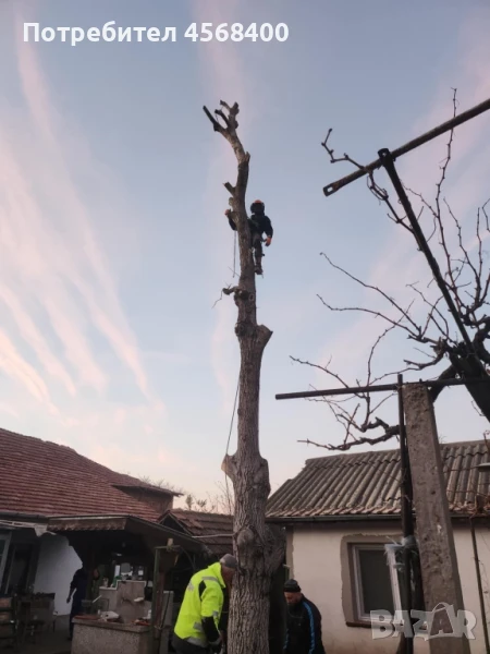 Премахване на опасни дървета , снимка 1