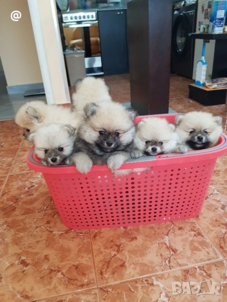 Померан померанчета Гр. София , снимка 1