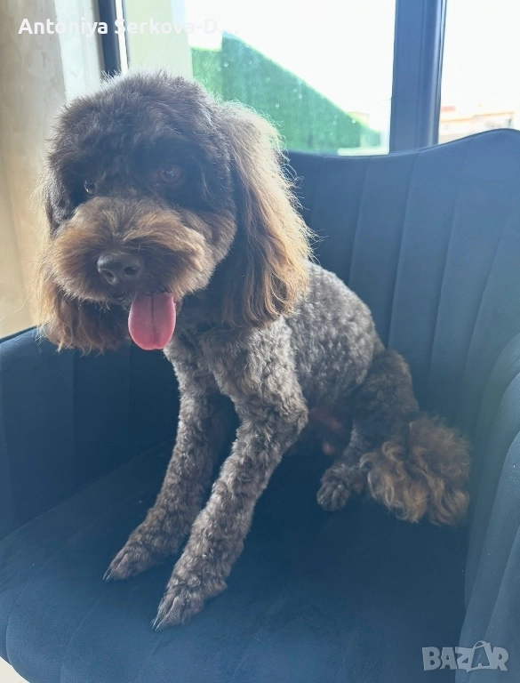 Пудел Мини /Poodle Mini, снимка 1