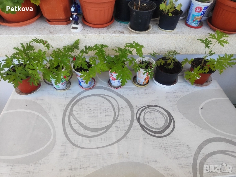 Индрише, снимка 1