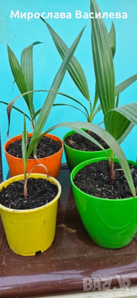 Палми Вашингтония, снимка 1