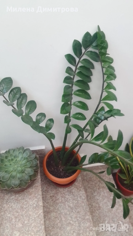 Замиокулкас, снимка 1