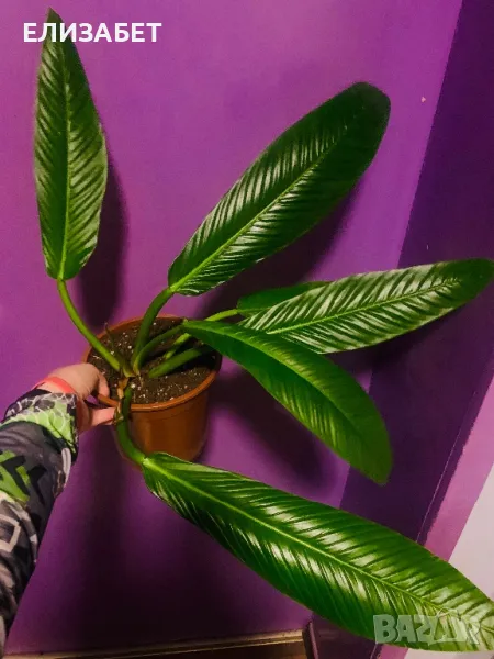 Fhilodendron, снимка 1