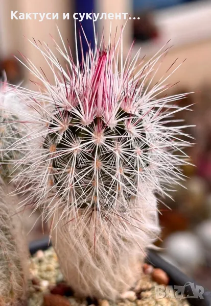 Кактус Echinocereus Canus - рядък екземпляр с уникални бодли 55 лв, снимка 1