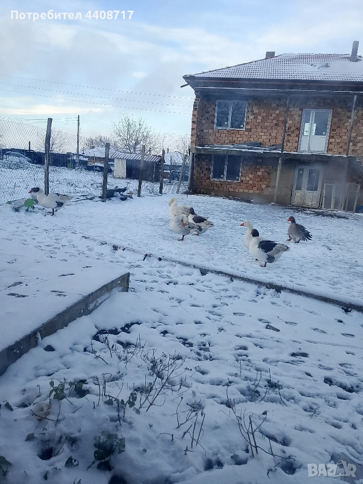 гъски , снимка 1