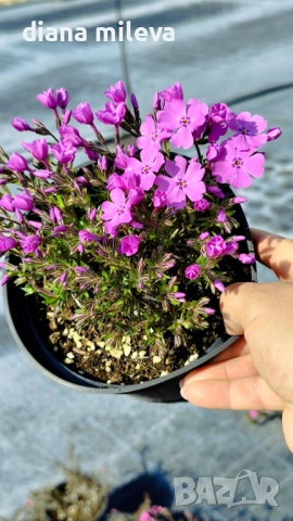 Флокс, Phlox sub. McDaniel`s Cushion, почвопокривен, многогодишен, студоустойчив, снимка 9 - Градински цветя и растения - 54127992