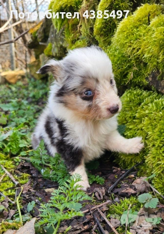 Момче Шелти мини Коли 