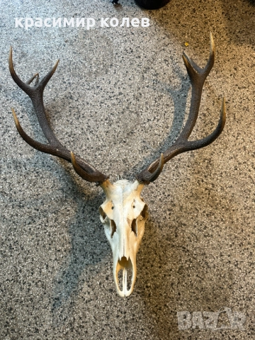 ловен трофей /рога/ 70см., снимка 5 - Антикварни и старинни предмети - 52591960