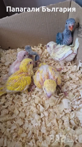 Монахчета ръчно хранени (среден говорящ папагал)