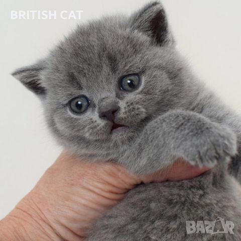 Британски късокосмести котета чистокръвни, снимка 1 - Британска късокосместа - 46417939