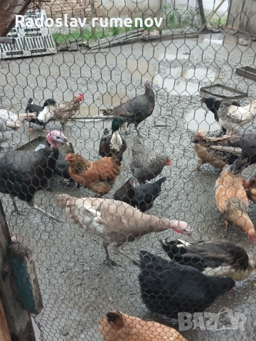 Продавам пуики, снимка 2 - Кокошки и пуйки - 52569284