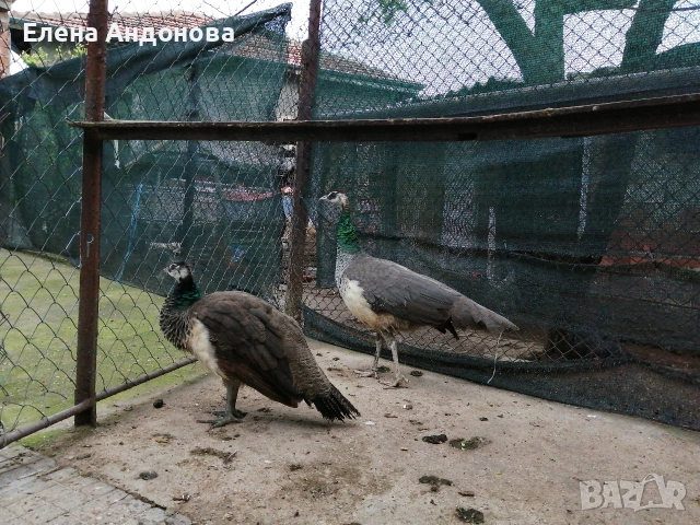 Индийски пауни , снимка 4 - други­ - 54291917