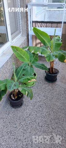 Банани три бр., снимка 4 - Стайни растения - 46228258