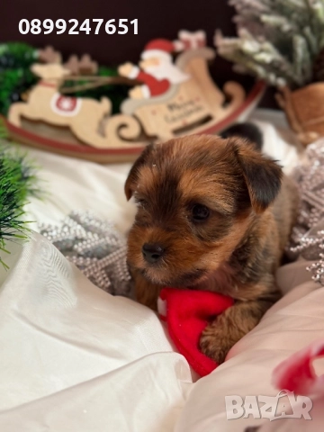 Йоркширски териер , снимка 5 - Йоркширски териер - 52857786