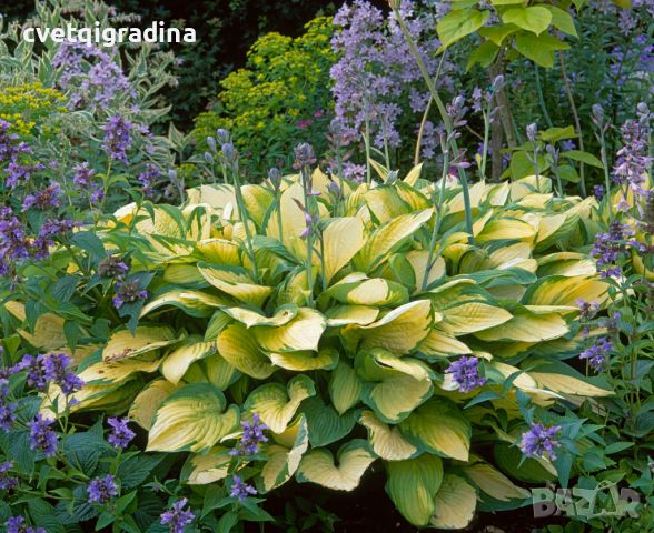 Hosta Gold Standard(Хоста Златен стандарт), снимка 1 - Градински цветя и растения - 46308752