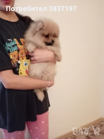 4 мъжки , снимка 10 - Померан - 53296873