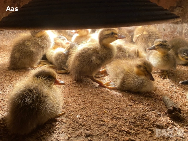 Патета индийски бегач, снимка 2 - други­ - 53750156