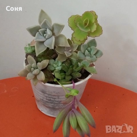 Сукуленти вкоренени микс, снимка 6 - Стайни растения - 54008928