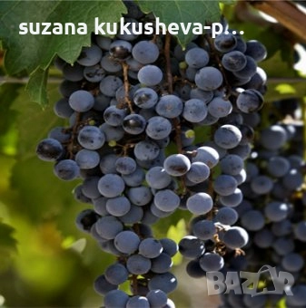 Продавам грозде Мерло, снимка 1