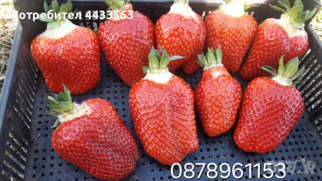 Расдас ягоди , снимка 6 - Разсади - 49802443