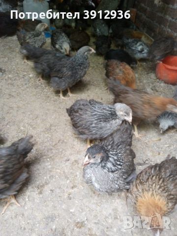 Найхубави пилета от Катунски кокошки.  От Кърджали, снимка 5 - Кокошки и пуйки - 45778634