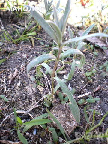 🌼🌼🌼РОЖЕЦ🎁🪴🌼, снимка 2 - Градински цветя и растения - 53057063