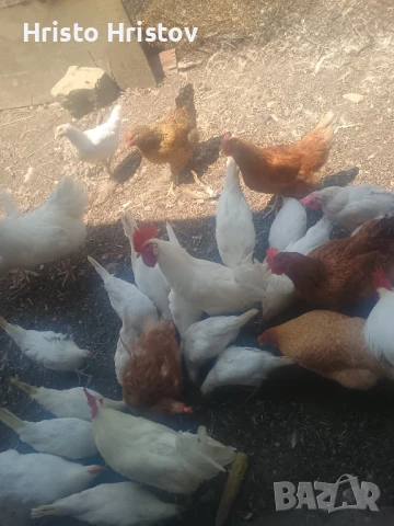 Кокошки ,петли и пилета Бял Легхорн, снимка 1