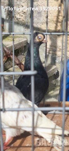 Продавам Будапещенски, снимка 14 - Гълъби - 53753986