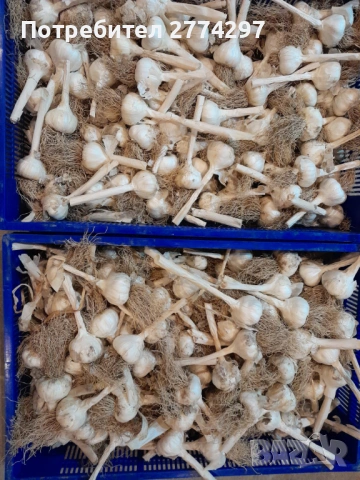 ЛетеН Чесън, снимка 2 - Други - 53133292