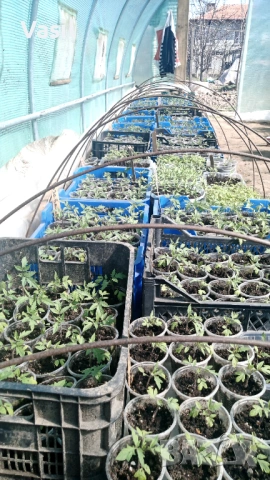 Предлагаме разсад . Ръгби.Розова Магия.Меделина .Наслада .И много други 0.70цента, снимка 3 - Разсади - 53813782