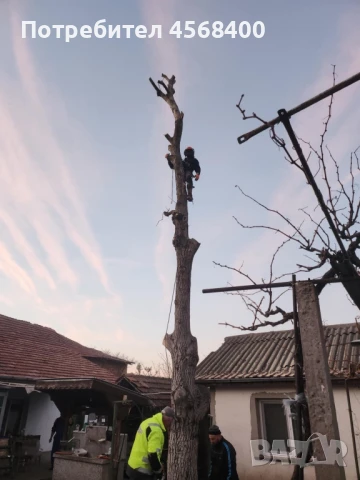 Премахване на опасни дървета 