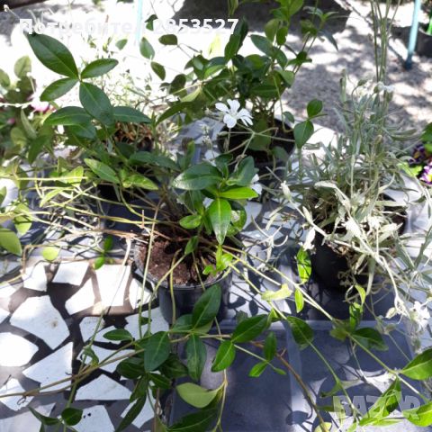 Промо Комплект градински растения, снимка 5 - Градински цветя и растения - 45697275