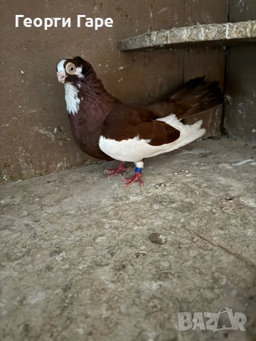 Благоевградски качулат , снимка 2 - Гълъби - 53142333