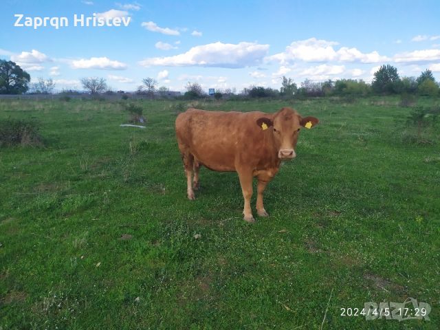 продавам крави, снимка 1 - Крави - 45133621