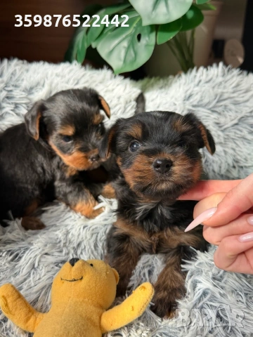 Йоркширски териерчета , снимка 4 - Йоркширски териер - 53801271