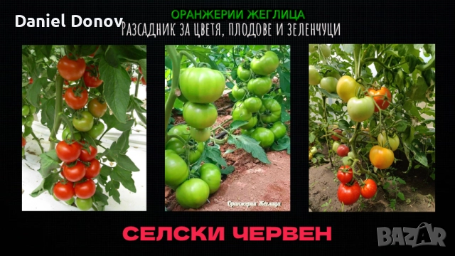 Семена домати от Селски червен и Селски розов гигант, снимка 4 - Сортови семена и луковици - 52325397