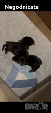 Мини йоркита 