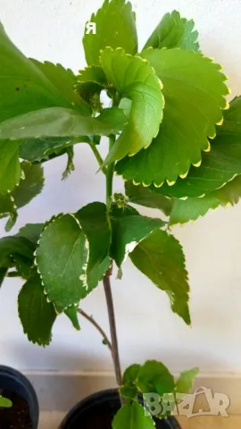 Acalypha curly Къдрава Акалифа екзотично растение , снимка 4 - Градински цветя и растения - 46838588