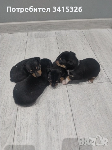 пинчер, снимка 5 - Пинчер - 53950963