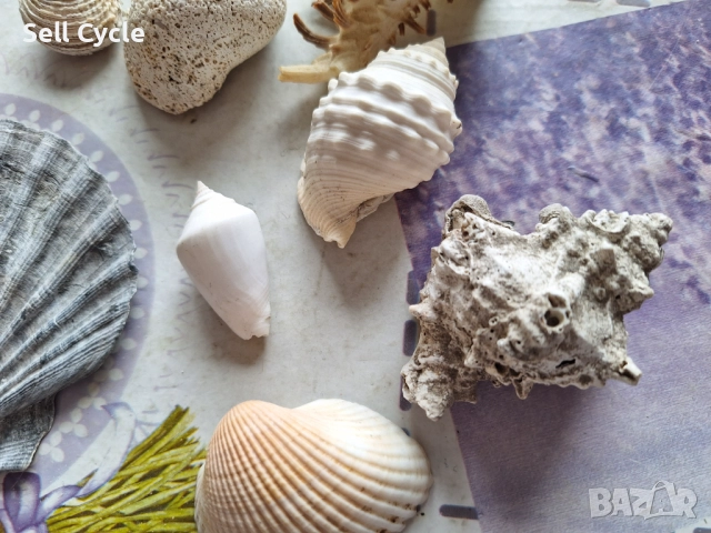 ✅МИДИ/РАПАНИ/РАКОВИНИ/ОХЛЮВИ❗, снимка 3 - Декорация за дома - 52379381