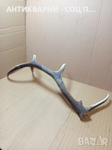 Стар Голям Еленски Рог Рога 1.350кг. НОМЕР 778., снимка 7 - Антикварни и старинни предмети - 53585209