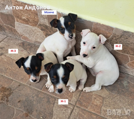 Джак Ръсел Териер