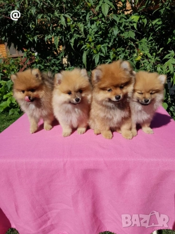 Померан померани Гр. София, снимка 10 - Померан - 51952079