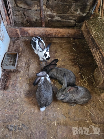 Зайци на 6 месеца, снимка 3 - Други - 52647575